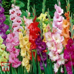 Summer Flowering Bulb Collection -Garden Central Sales Store z mixed gladioli201