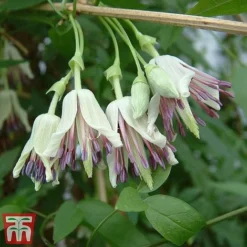 Clematis Duo Collection -Garden Central Sales Store z nap