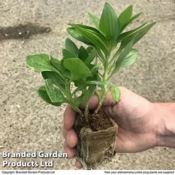 Alstroemeria Summer Trio -Garden Central Sales Store zalstro jumbo size17